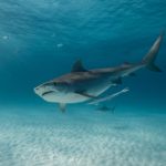 Shark Week Megalodonte