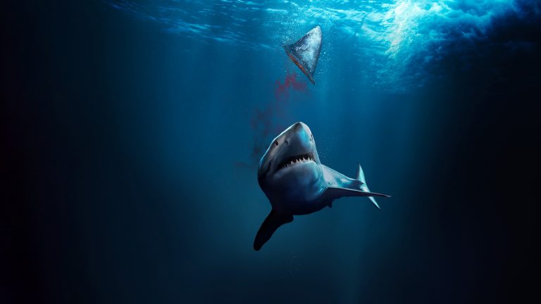 Fin – La mattanza degli squali, il documentario di Eli Roth in esclusiva discovery+