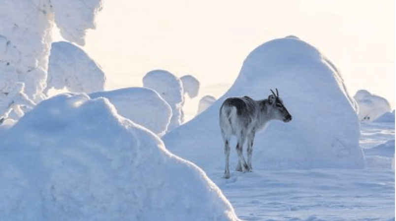 Ailo – Un'avventura tra i ghiacci Rai Uno