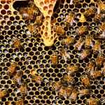 Multa salata per chi maltratta le api, le novità