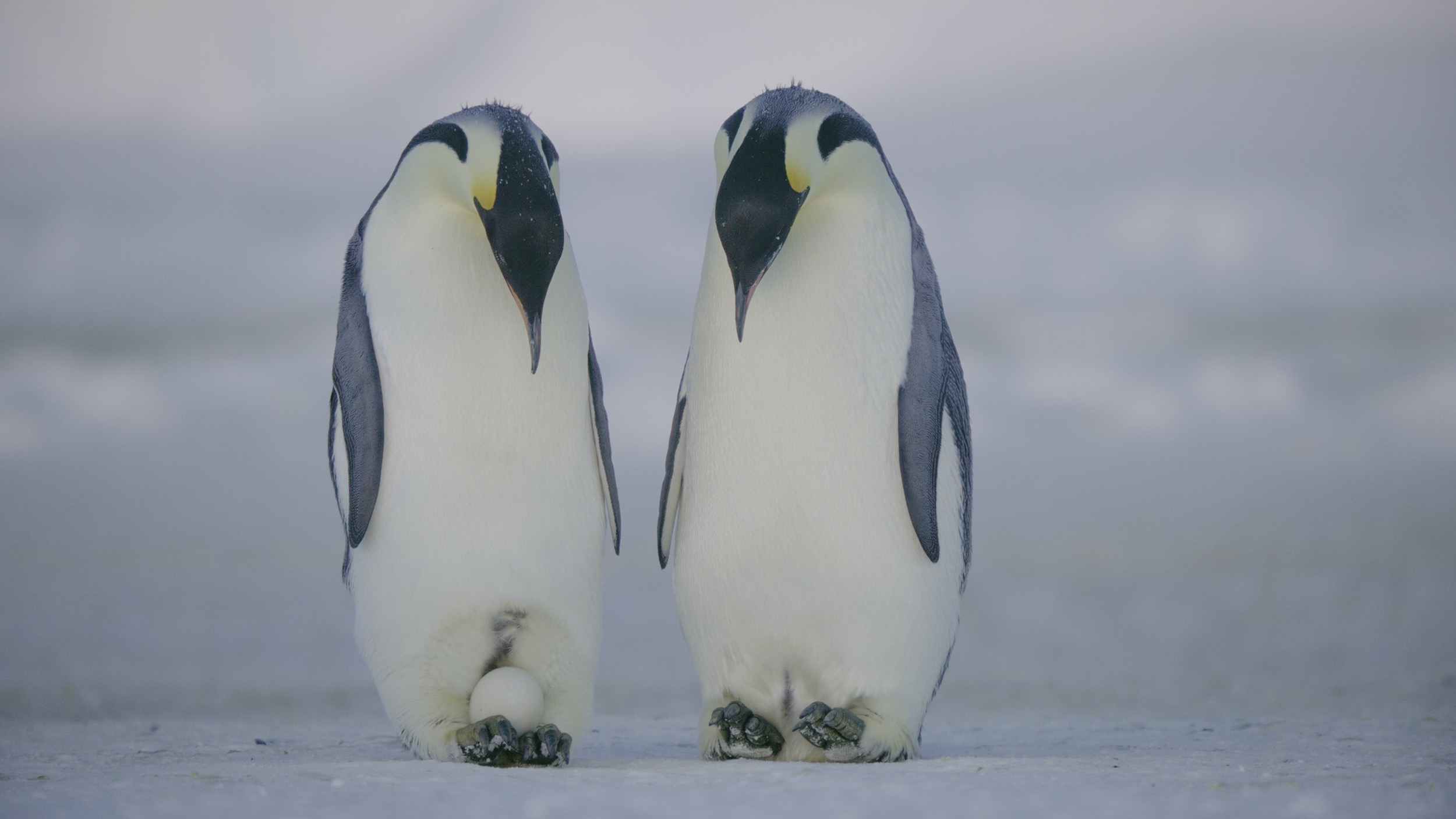101_SecretsOfThePenguins_UHD_01