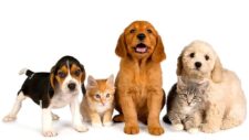 animali-domestici