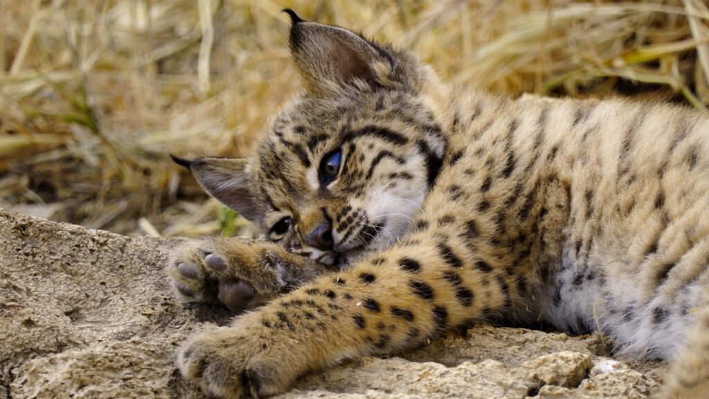 Born_to_be_Wild_Photo_010601